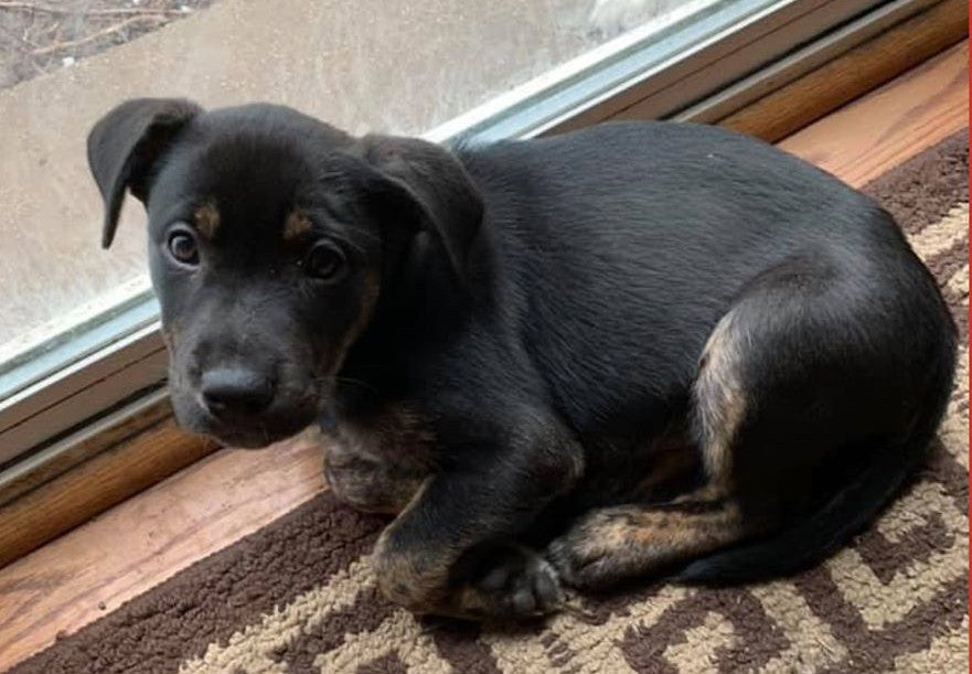 Petstore.com Partners with Safe Haven Dog Rescue IL