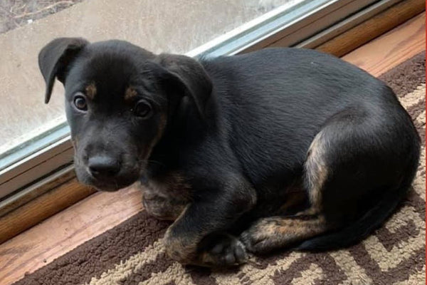 Petstore.com Partners with Safe Haven Dog Rescue IL