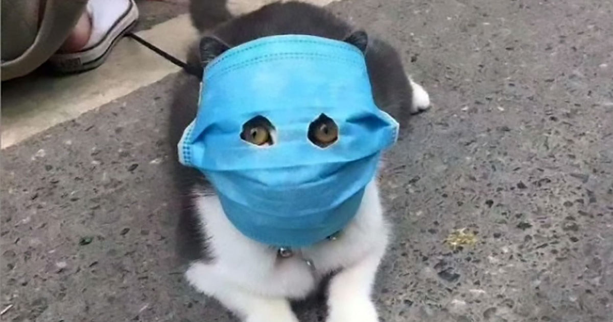 Coronavirus and Cats