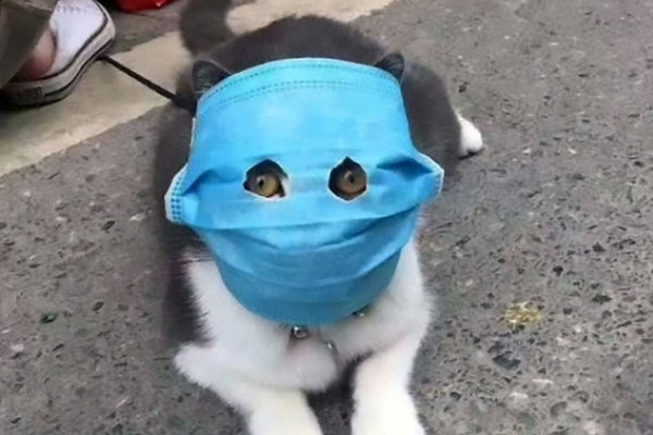 Coronavirus and Cats