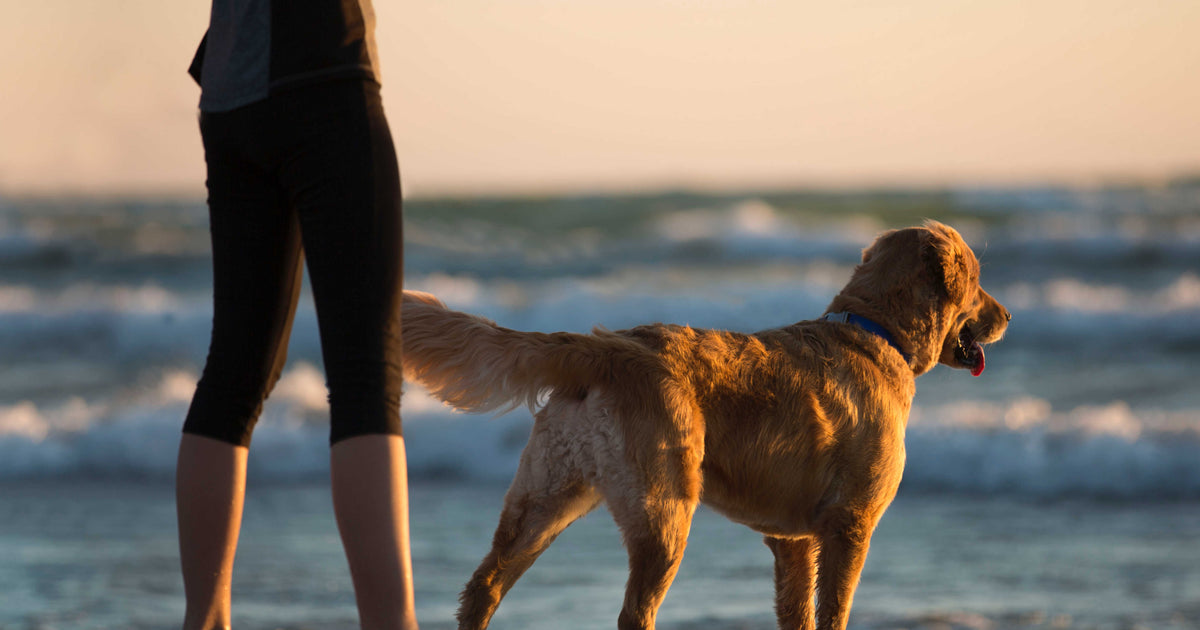 Coronavirus Pet Guidelines