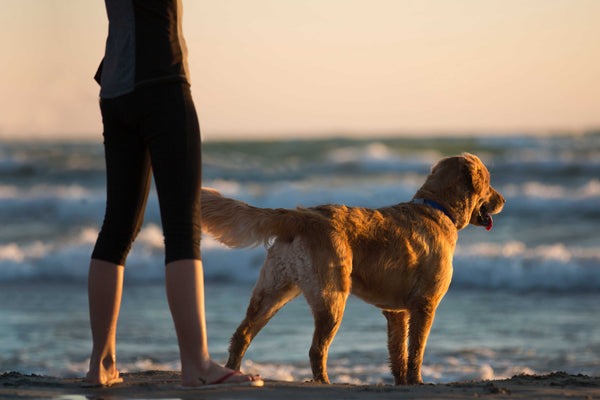 Coronavirus Pet Guidelines