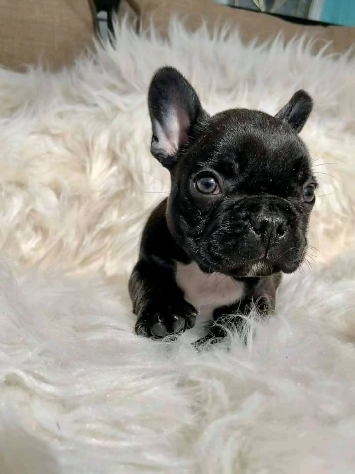 Frenchbulldog –