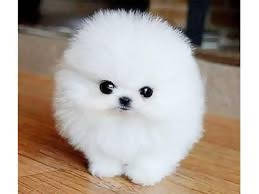 Buy white pomeranian adoption Outlet Black Friday